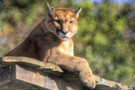 Fauna Silvestre