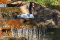 Fauna Silvestre