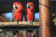 Fauna Silvestre