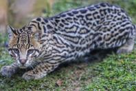 Fauna Silvestre