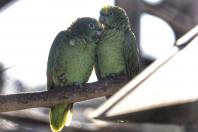 Fauna Silvestre