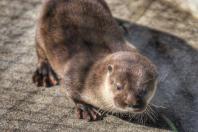 Fauna Silvestre
