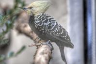 Fauna Silvestre