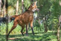 Fauna Silvestre