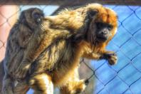 Fauna Silvestre