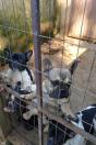 IAT encontra mais de 150 animais identificados com sinais de maus-tratos em Pato Branco