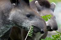 Paraná inicia atualização da Lista Estadual de Espécies de Fauna Silvestre Ameaçadas de Extinção 