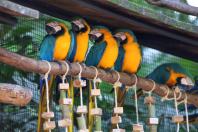 04/2019 - Foz do Iguaçu - Parque das Aves. Foto: José Fernando Ogura/ANPr