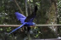 04/2019 - Foz do Iguaçu - Parque das Aves. Foto: José Fernando Ogura/ANPr