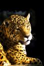 Paraná inicia atualização da Lista Estadual de Espécies de Fauna Silvestre Ameaçadas de Extinção 
