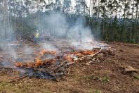 Estado alerta para necessidade de cuidados contra incêndios florestais - Foto: Gilson Abreu/AEN