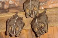 Morcegos
