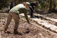 APP Paraná Mais Verde facilita pedido de mudas de árvores nativas para o IAT Foto: Associação Novo Encanto de Desenvolvimento Ecológico