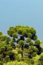 Árvore-símbolo do Paraná, Araucária é a muda mais procurada nos viveiros do Estado