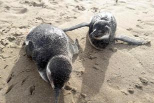 Pinguim