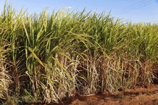 Plantação de cana-de-açucar