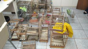 aves