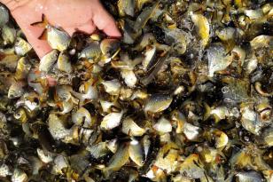 peixamento
