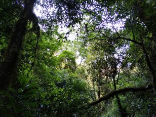 Floresta