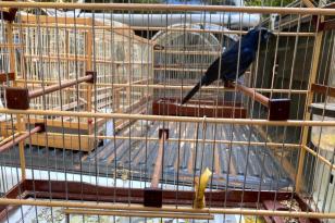 Apreensão de aves