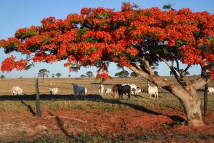 Campo