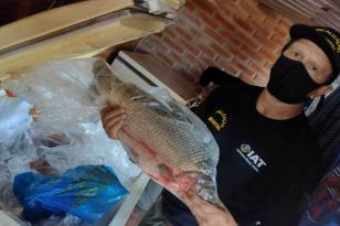 Pesca predatória