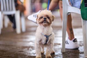 Foto de animais atendidos pelo Vet-móvel