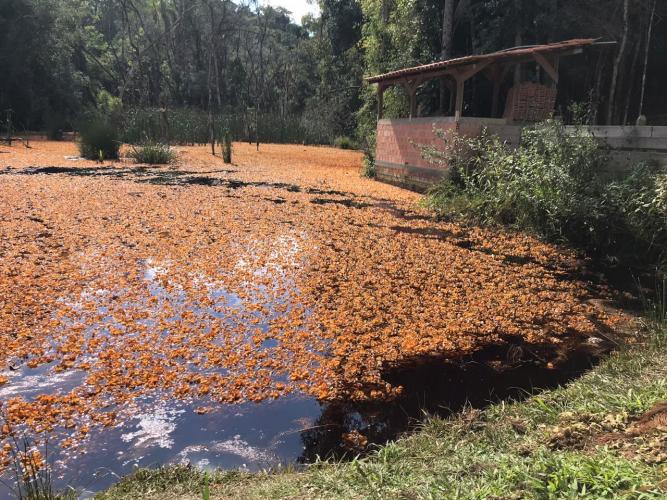 Instituto Água e Terra monitora danos ambientais causado por vazamento de gasolina em São José dos Pinhais