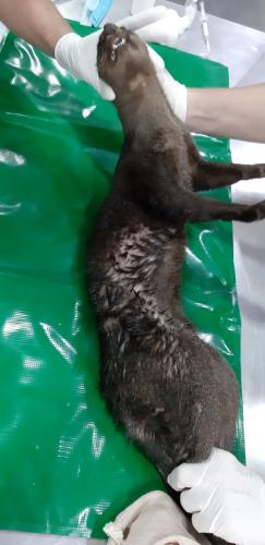 Gato-mourisco machucado é resgatado em Mariluz