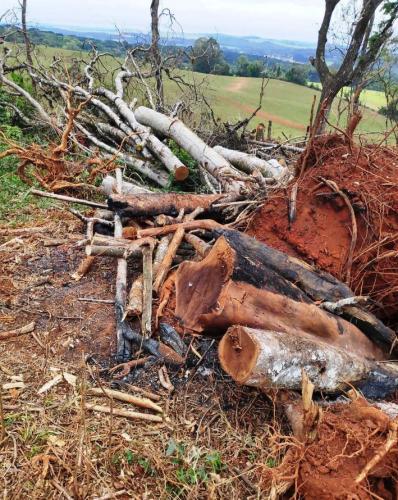 Operação Mata Atlântica em Pé