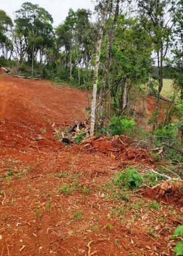 Operação Mata Atlântica em Pé