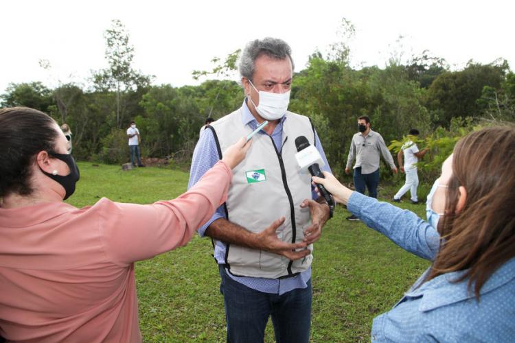plantio de araucárias
