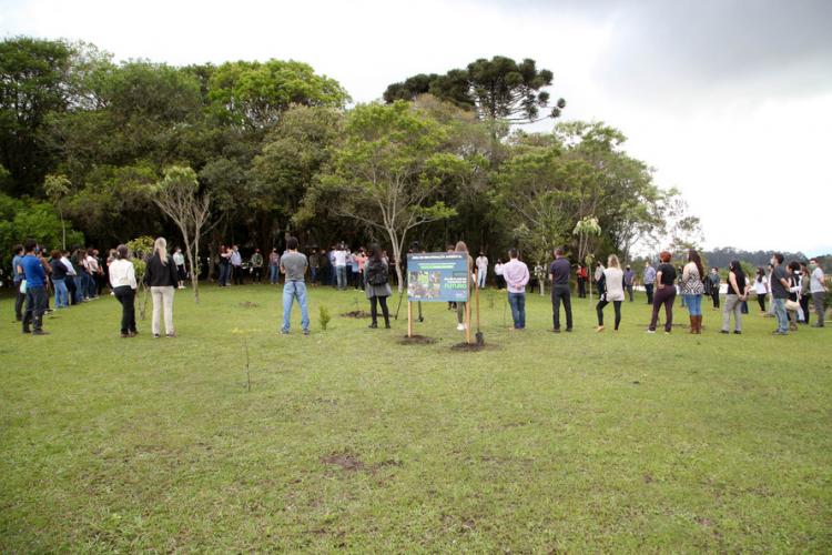 plantio de araucárias