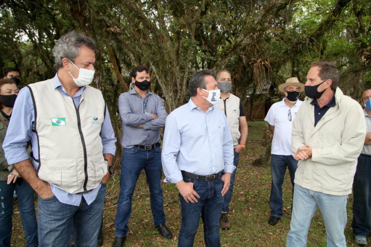 plantio de araucárias