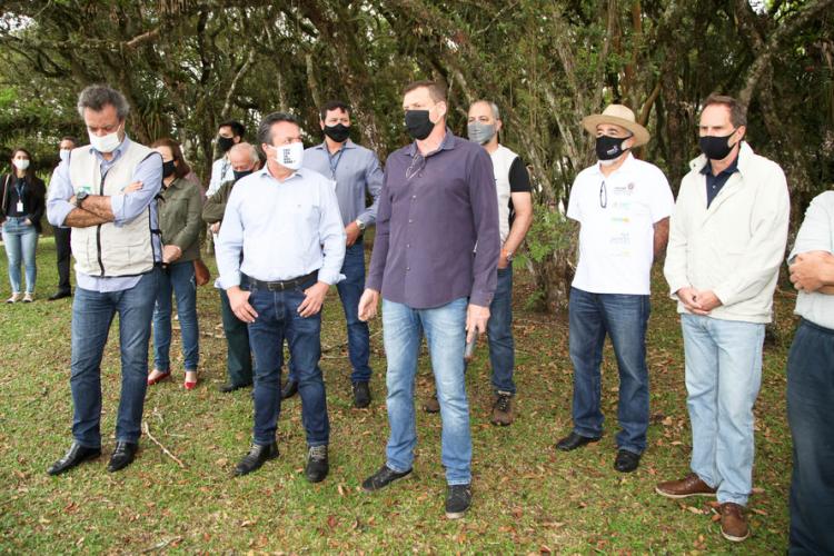 plantio de araucárias
