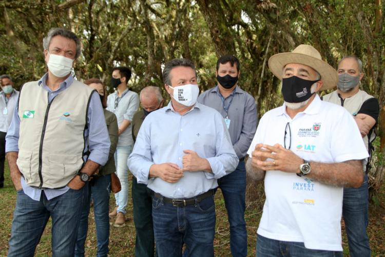 plantio de araucárias