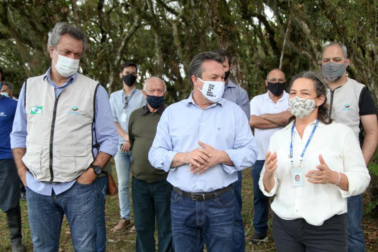 plantio de araucárias