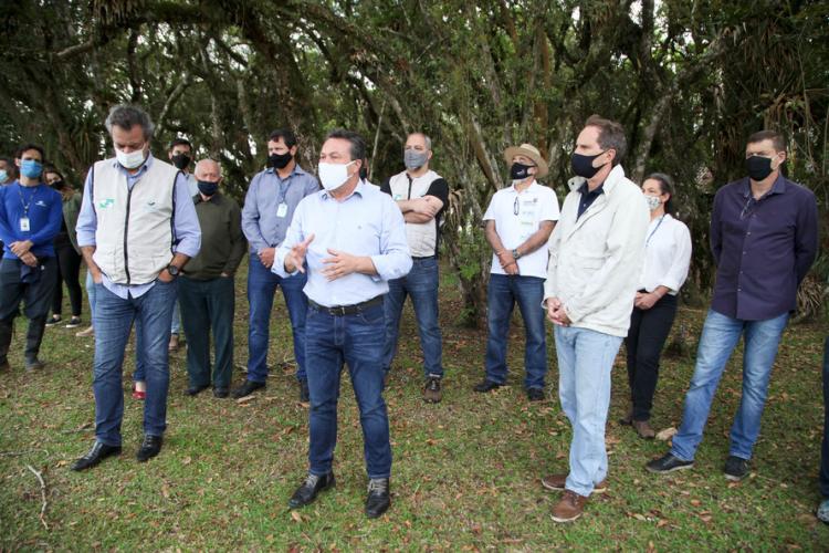 plantio de araucárias