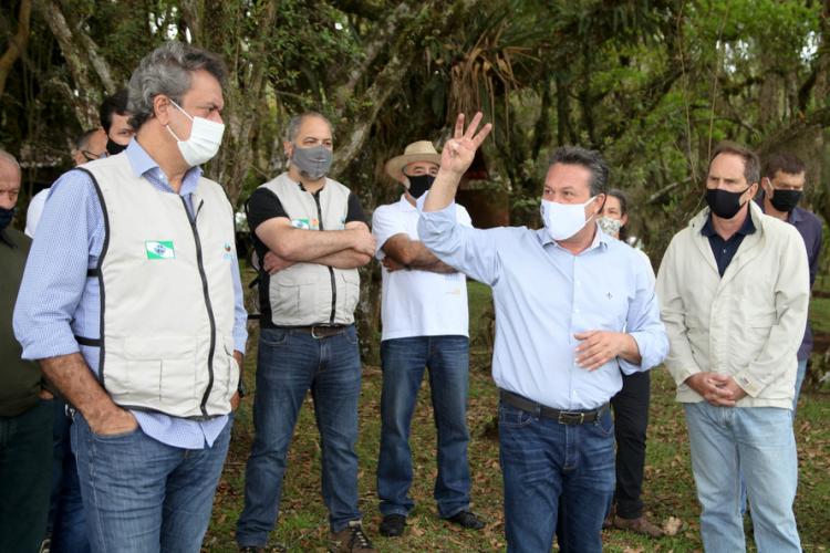 plantio de araucárias