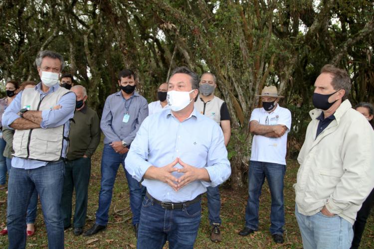 plantio de araucárias
