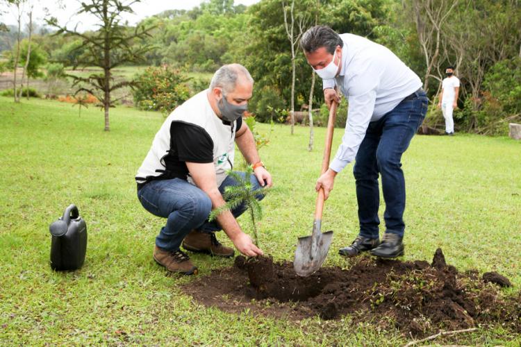 plantio de araucárias