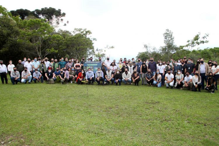 plantio de araucárias