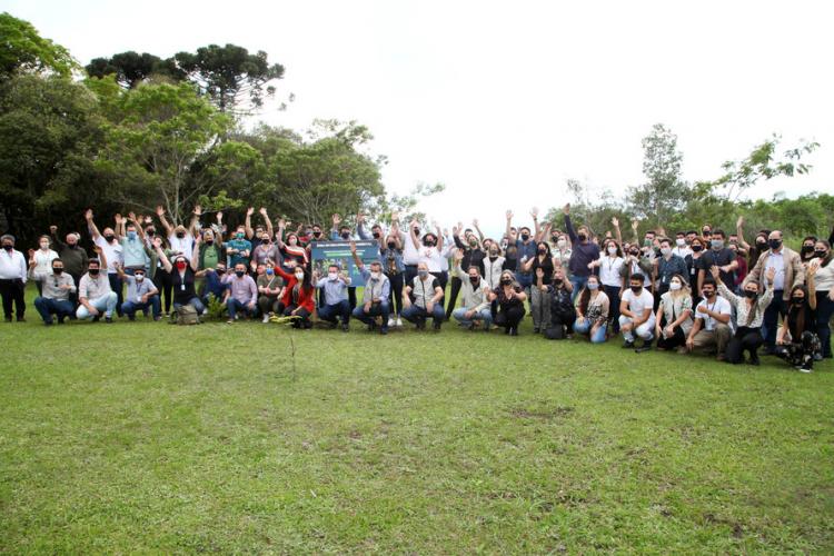 plantio de araucárias