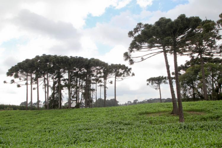 plantio de araucárias