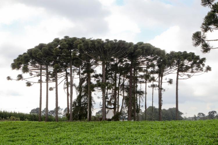 plantio de araucárias