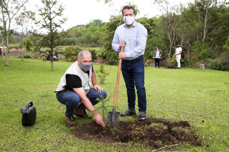 plantio de araucárias