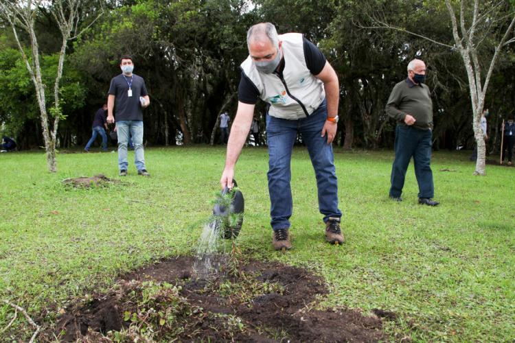 plantio de araucárias