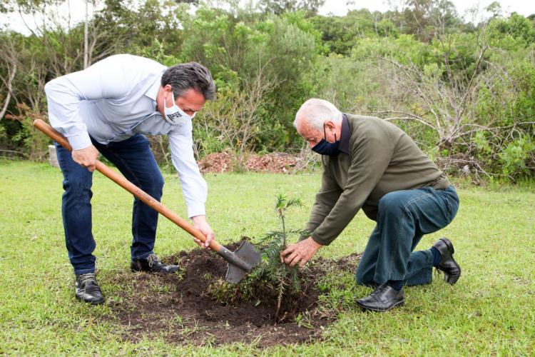 plantio de araucárias
