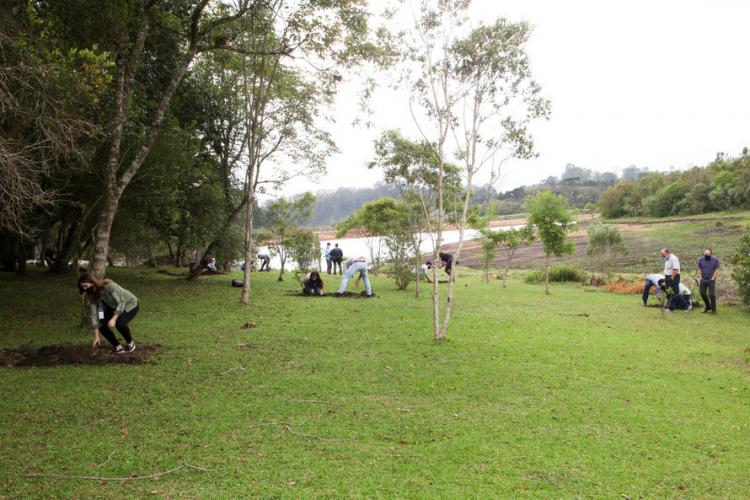 plantio de araucárias