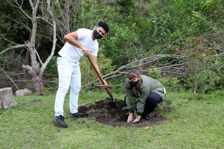 plantio de araucárias